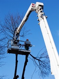 best-time-to-trim-trees-in-tarpon-springs--fl
