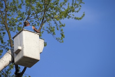 best-time-to-trim-trees-in-lutz--fl