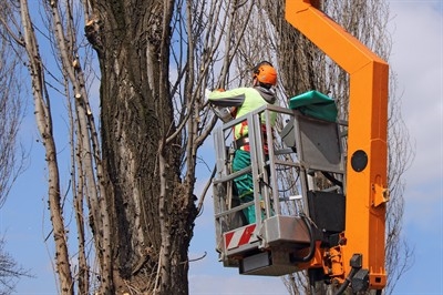 certified-arborist-in-saint-petersburg--fl