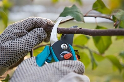 davey-tree-service-in-saint-petersburg--fl