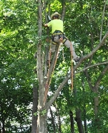 tree-loppers-in-ybor-city--fl
