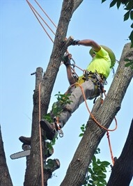 local-tree-service-in-gulfport--fl