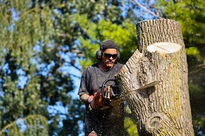 tree-trimming-in-tarpon-springs--fl