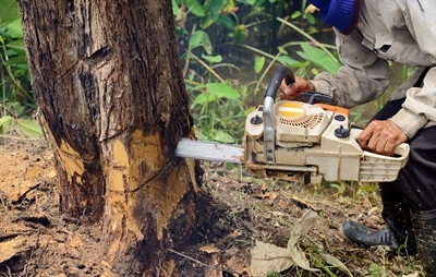 tree-trimming-in-ruskin--fl