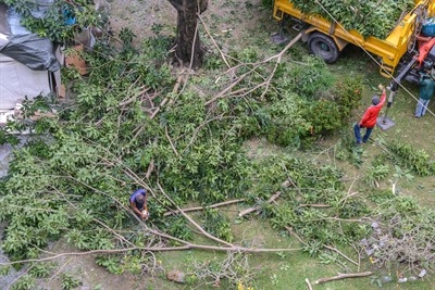 remove-branch-in-safety-harbor--fl