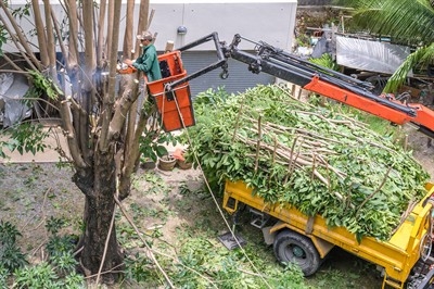 stump-puller-in-tarpon-springs--fl