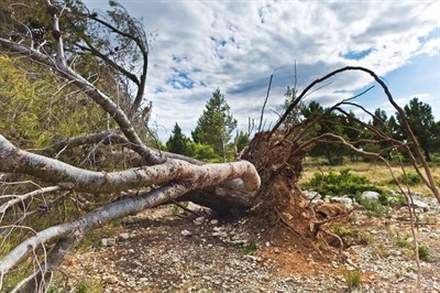 stump-puller-in-pinellas-park--fl