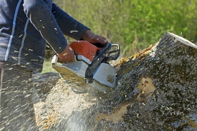 tree-cutting-service-near-me-in-safety-harbor--fl