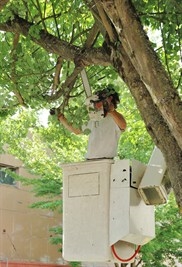 tree-doctor-in-saint-petersburg--fl
