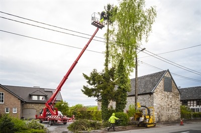 tree-movers-in-dunedin--fl