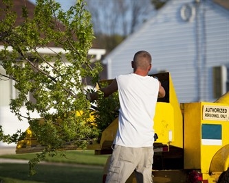 tree-removal-companies-in-treasure-island--fl