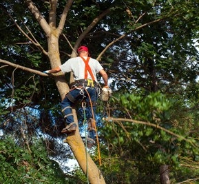 tree-removal-companies-in-seminole--fl