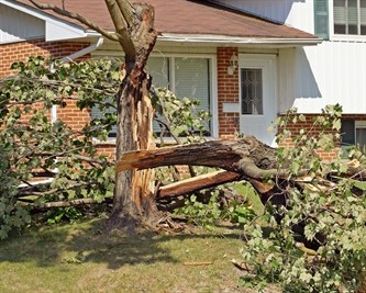 tree-removal-near-me-in-lutz--fl