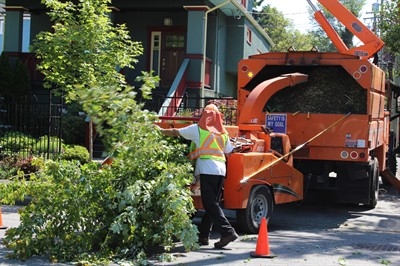 tree-service-baton-rouge-in-pinellas-park--fl