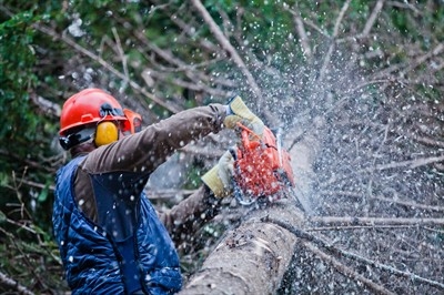 tree-service-in-austin-tx-in-odessa--fl